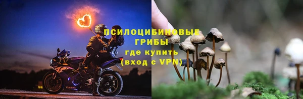 прущие грибы Беломорск